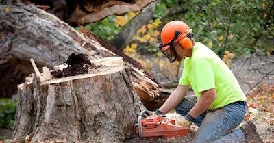 stump removal in Lubbock