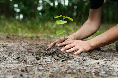 tree planting in Lubbock, TX